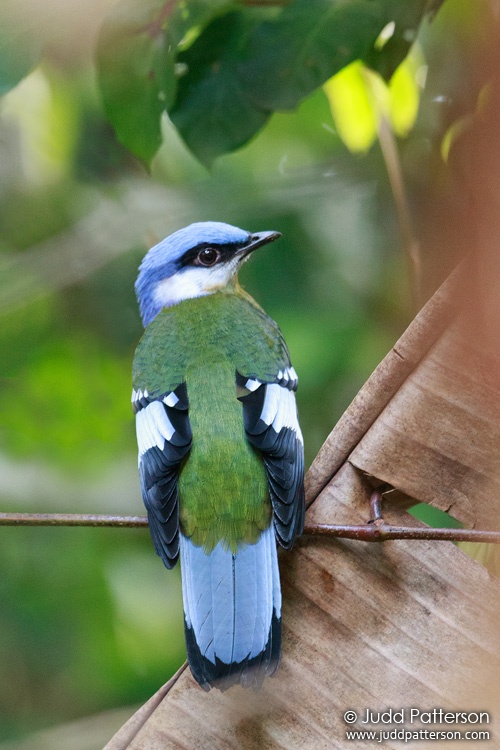 Green Cochoa, Doi Inthanon National Park, Thailand